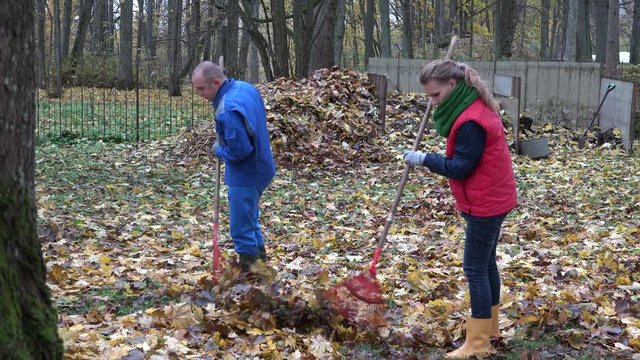 young couple rake maple leaves in backyard. Work in autumn. 4K