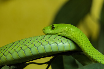 Obraz premium Eastern Green Mamba