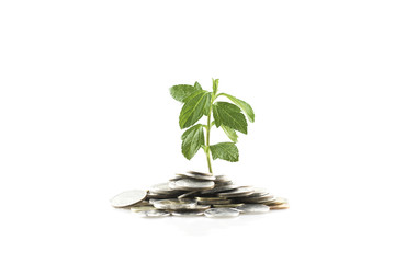 Fototapeta na wymiar Money growth with tree and coin in investment concept.