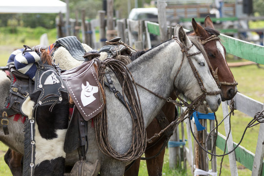 May 27, 2017 Sangolqui, Ecuador: closeup details of saddled up horses in the Andes area