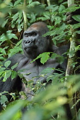 Eastern lowland gorilla in the darkness of african jungle, face to face in the nature habitat, great details, african wildlife, Gorilla gorilla gorilla.
