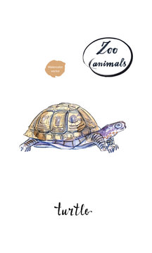 Land turtle (tortoise) in watercolor
