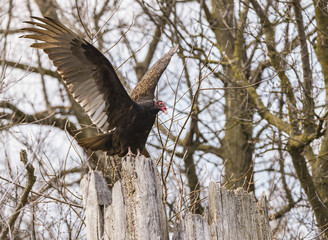 Turkey Vulture - 170709313
