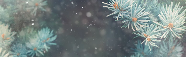 Poster Sneeuwval in het winterbos. Kerstmis nieuwjaar magie. Het blauwe sparren detail van sparren takken. Bannerafbeelding © tenkende