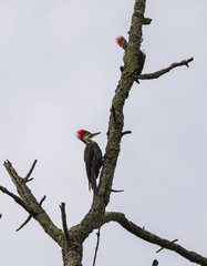Pileated Woodpecker - 170709395