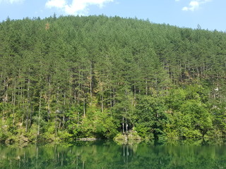 green forest and river landscape