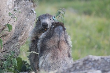 marmottes