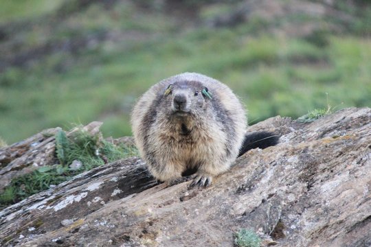 marmottes