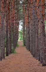 Fototapeta premium Pine