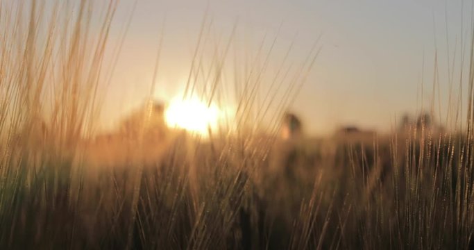 Sunset on the barley field