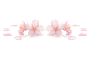 Foto op Plexiglas Japanse roze kersenbloesem op wit © Naoki Kim