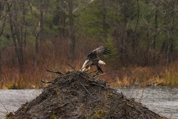 Mature Eagle leaving Beaver Lodge - 170711590