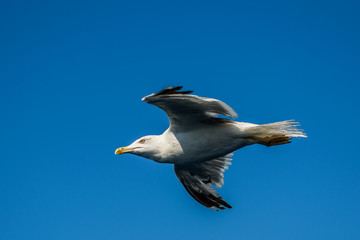 greek gull
