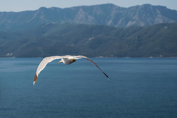 greek gull