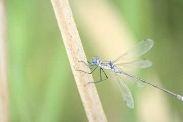glänzende Binsenjungfer