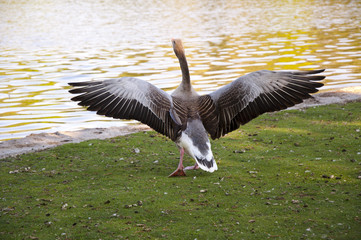 Gans