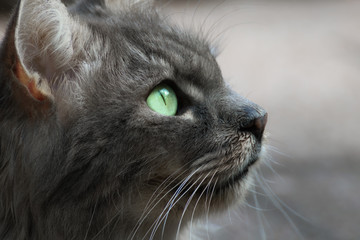 Nahaufnahme / Profil einer grauen Katze mit ausdrucksstarken grünen Augen