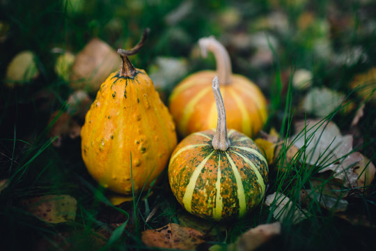 Mini decorative pumpkins in the grass. Filtered image