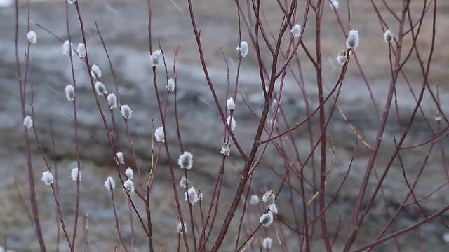 Flowering willow in early spring