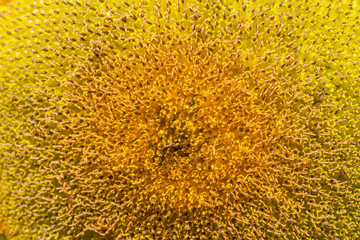 Close up middle of sunflower blooming in sunny  day 