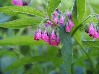 Bloming comfrey - Symphytum x rubrum 