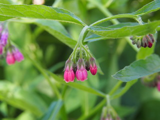 Obraz premium Bloming comfrey - Symphytum x rubrum 