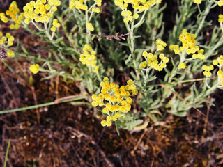 Helichrysum arenarium - dwarf everlast, immortelle  