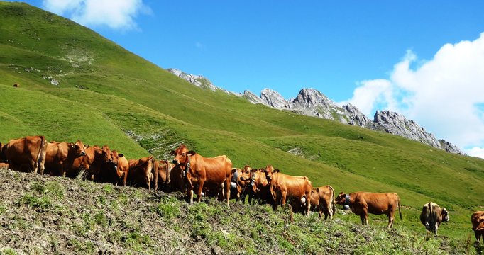Tarines du Beaufortain