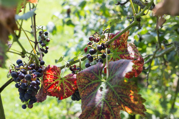 aromatique grape in south german cottage near city of stuttgart in late august fall month