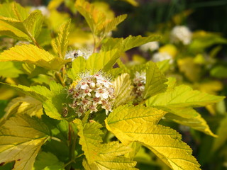 Blooming ninebark - Physocarpus opulifolius 'Luteus'  