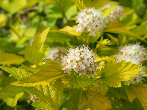 Blooming ninebark - Physocarpus opulifolius 'Luteus'  