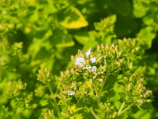 Garden herbs - Golden oregano, Origanum vulgare 'Thumble's Variety'