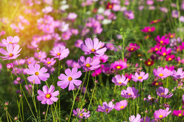 close up colorful pink cosmos flowers blooming in the field on sunny  day 