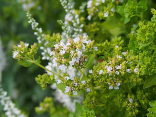 Fototapeta premium Garden herbs - Golden oregano, Origanum vulgare 'Thumble's Variety'