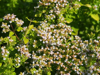 Obraz premium Garden herbs - Golden oregano, Origanum vulgare 'Thumble's Variety'