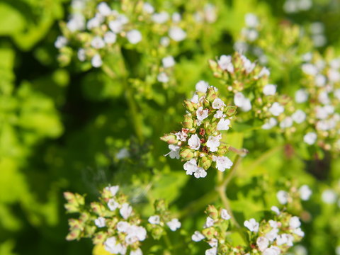 Garden herbs - Golden oregano, Origanum vulgare 'Thumble's Variety'