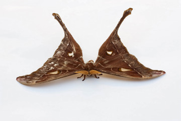 Fototapeta premium Hercules Moth ,Coscinocera hercules