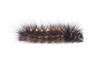 Hairy dark brown caterpillar isolated on white background