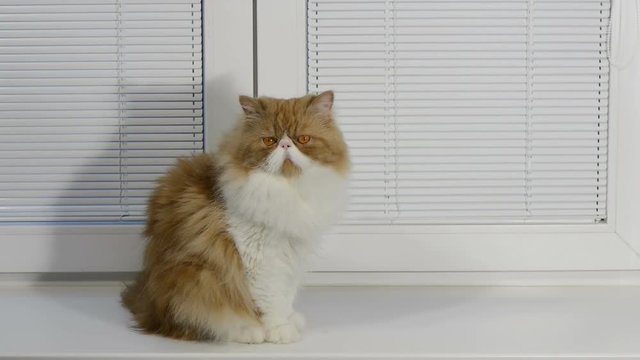 The magnificent red fluffy Persian cat sits on a window sill at a window with a frame from white plastic and horizontal blinds