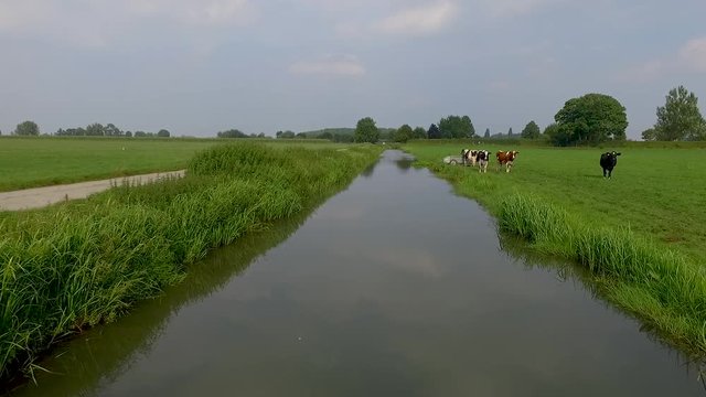 Smooth drone shot flying over a ditch with some dutch cows drinking water on a sunny day