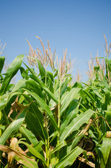 A yellow corn is boiled