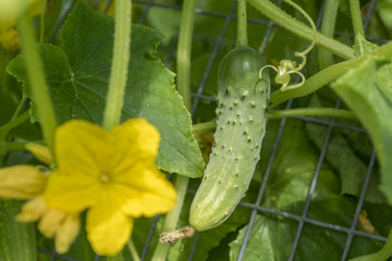 growing cucumber on branch