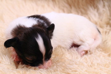 papillon dog newborn