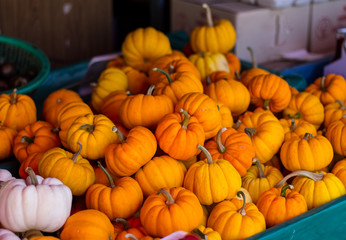 Small size pumpkin sell in Chiang Mai market