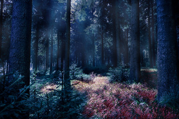 Obraz premium misty forest