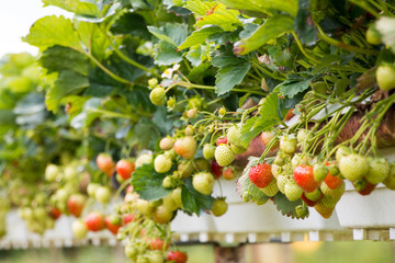 Strawberries growing at  the Parkside farm.