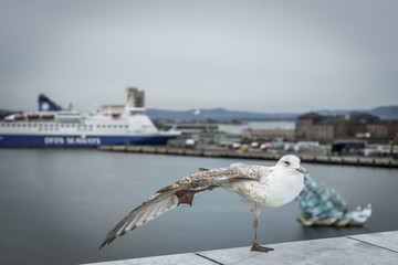 Closeup of  a seagull standing on one leg with harbour in the background in Oslo