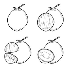 Coconut Vector Illustration Hand Drawn Fruit Cartoon Art