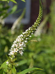 オカトラのオの花