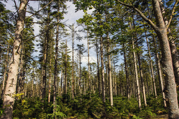 Fototapeta premium Forest with fir trees